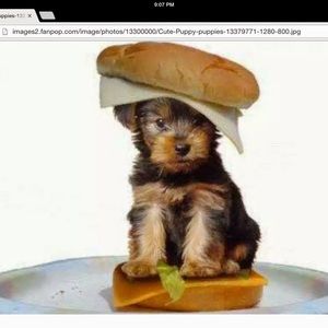 Meet your Posher, Rylan